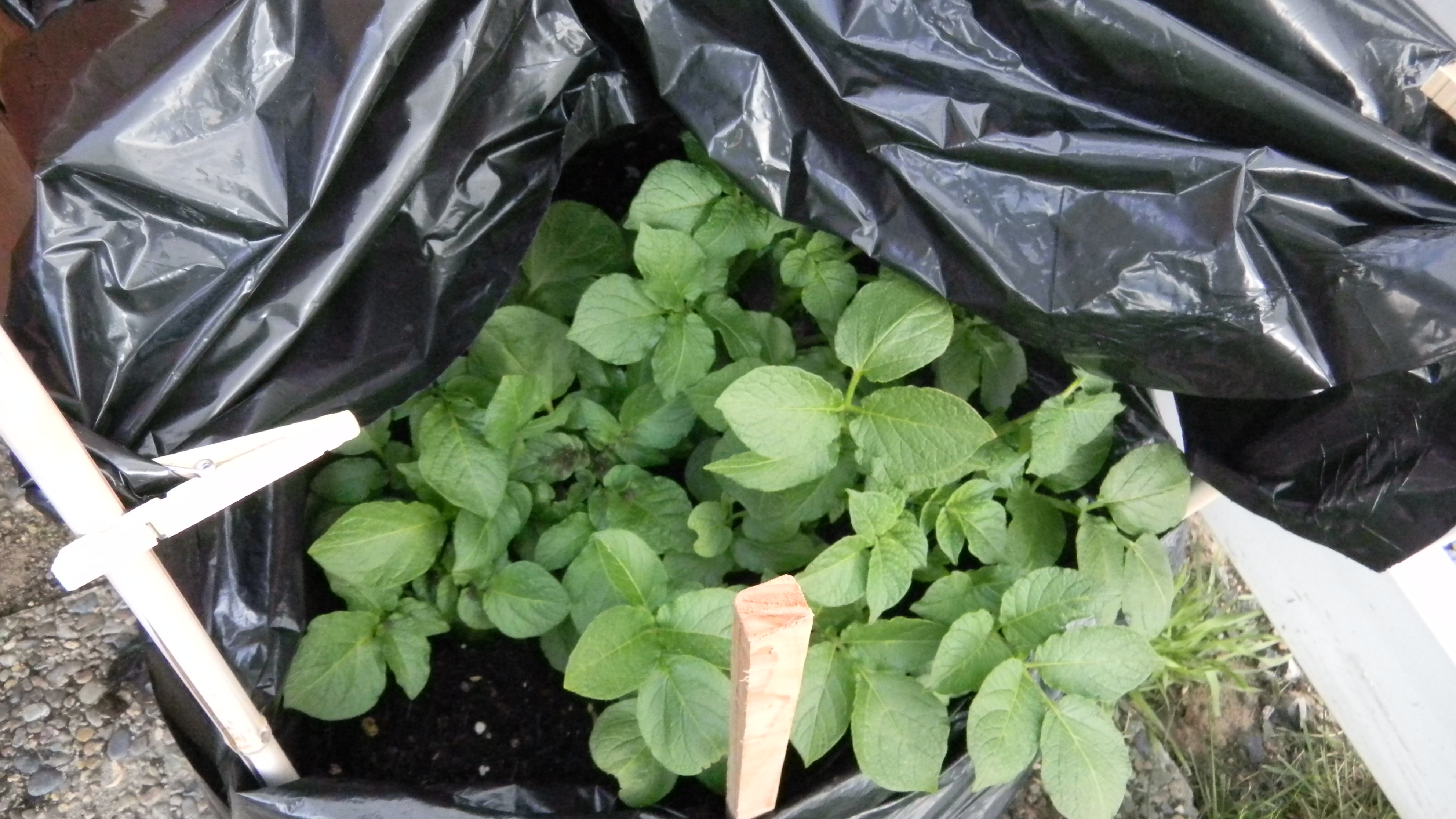 Growing Potatoes in a Trash Bag