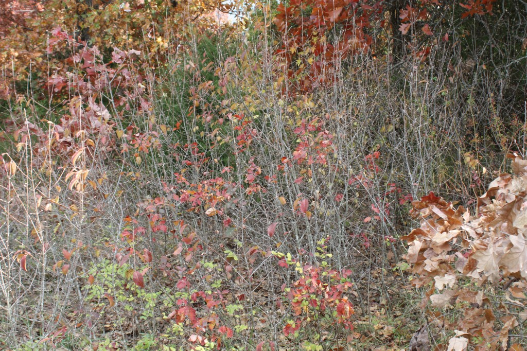 Even in Fall & Winter, Native Plants will provide! | PubWages